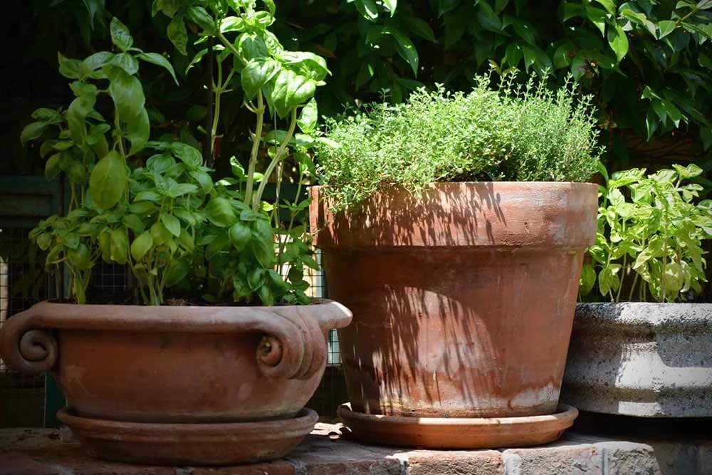 Glinena ili plastična saksija