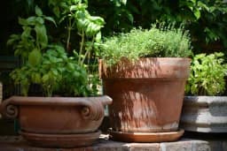 Za koje cvijeće odabrati glinenu, a za koje plastičnu saksiju?