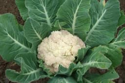 Nemojte bacati listove od karfiola - Ovo su super načini da ih iskoristite