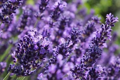 Kako uzgajati lavandu u zatvorenom prostoru?