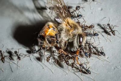 Kako zaštititi pčele od mrava