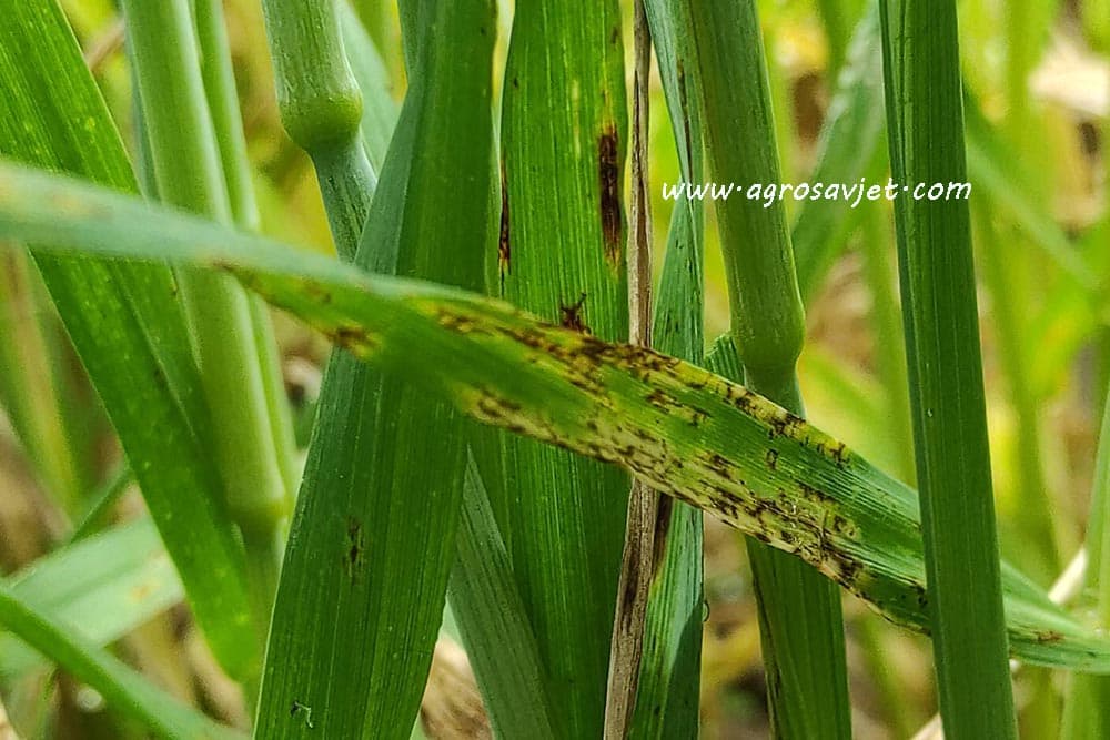 Mrežasta pjegavost ječma