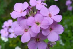 Noćna frajla - Cvjeta samo noću i oduševljava opojnim mirisom