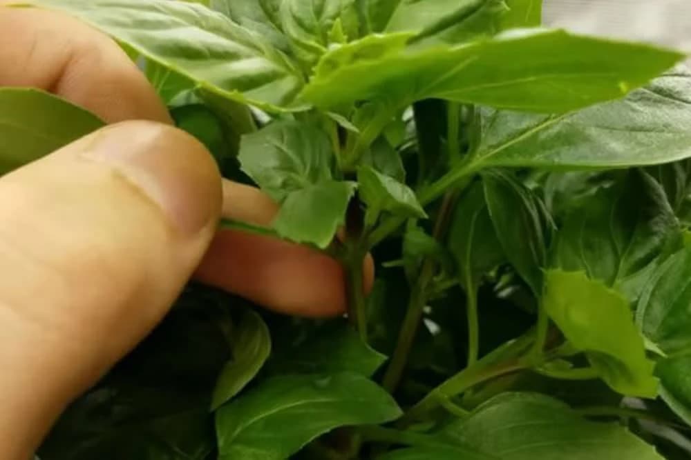 Kako se orezuje bosiljak