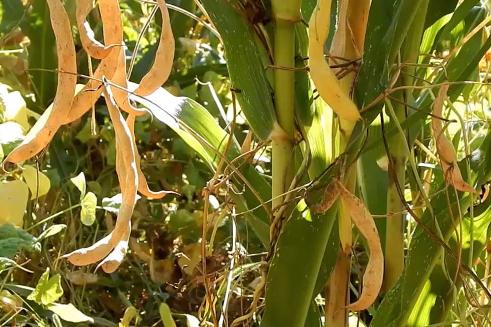 pasulja u združenom usjevu sa kukuruzom