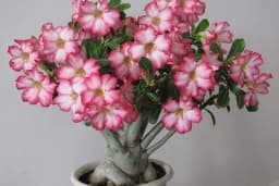 Pustinjska ruža - Cvijet božanstvenog izgleda koji traži minimalnu njegu