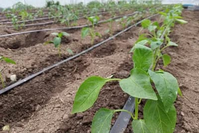 Mjere nakon presađivanja biljaka u plastenik