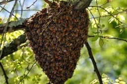 Evo kako spriječiti rojenje pčela