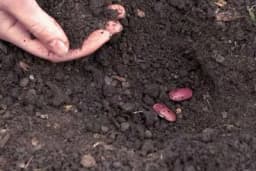 Sjetva pasulja - Dubina, rastojanje i količina sjemena