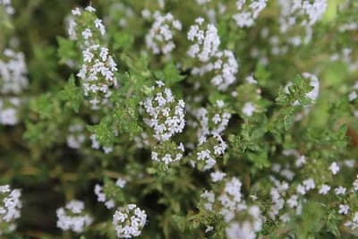 Timijan - Biljka koju je dobro imati u kućnoj apoteci