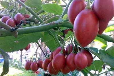 Tamarilo - Drvo paradajza koje daje veoma ukusne plodove