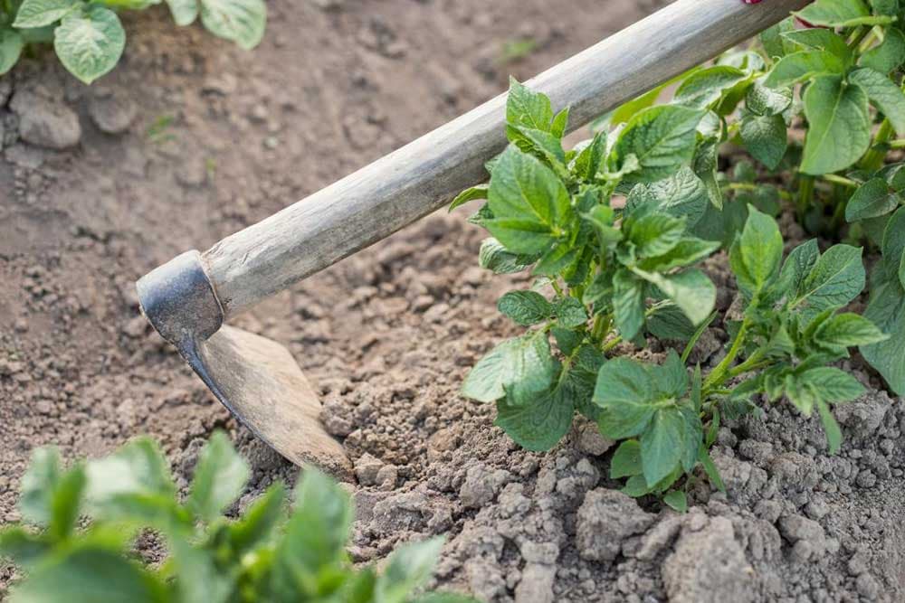 Međuredna obrada usjeva krompira