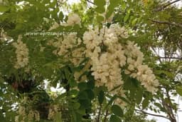 MIRISNA I LJEKOVITA BILJKA – Bagrem rješenje za ženske probleme