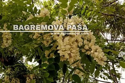 Sve o BAGREMU i bagremovoj paši