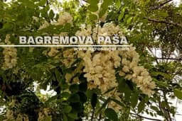 Sve o BAGREMU i bagremovoj paši