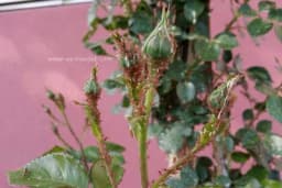 Izliječite cvijeće od biljnih vaši sastojcima koje imate u kuhinji