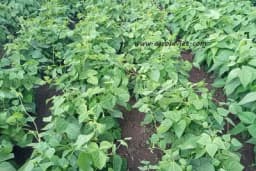 Način i vrijeme sjetve boranije