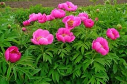 10 cvjetnih vrsta veoma otpornih i lakih za uzgoj