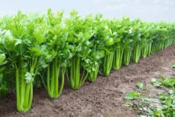 Celer rebraš - Uzgoj i ljekovitost