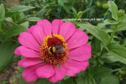 Cinija - Najkorisnije cvijeće u bašti, zasadite ga pored povrća