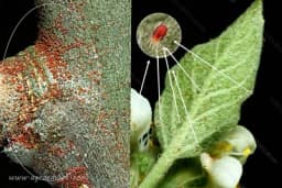 Crvena voćna grinja - Siše sokove iz listova voćaka te smanjuje prinos i kvalitet plodova