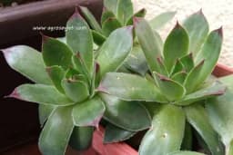 Mast od čuvarkuće - Idealna za razna kožna oboljenja