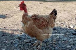 Gološijanka - Rasa kokošaka čije je porijeklo nepoznato!