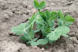 Kada je bolje sijati grašak - u jesen ili na proljeće?