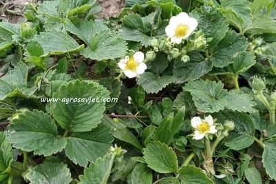 Uz ovu mjeru do visokih i stablinih prinosa jagode