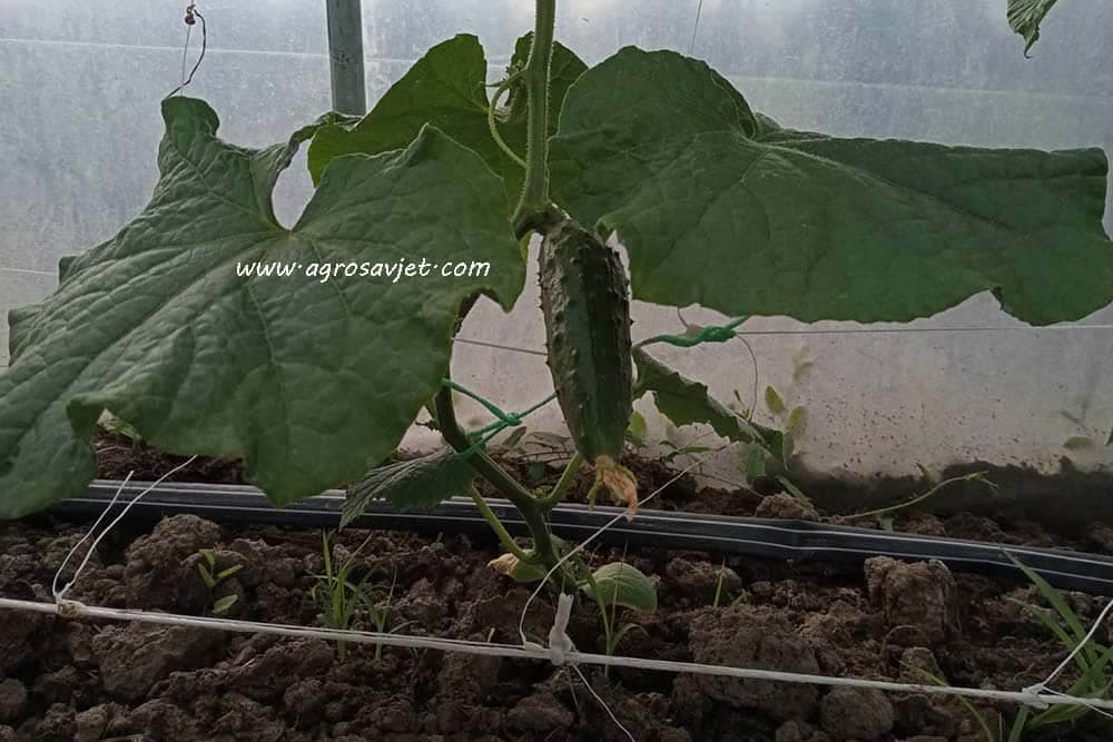 Mjere njege krastavca