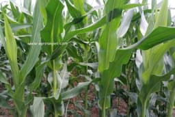 Tehnika gajenja kukurza šećerca