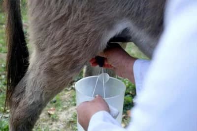 Magareće mlijeko i do 100 KM za litar, proda se svaka kap