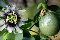 Marakuja – Kako se može gajiti u našim uslovima?