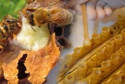 Šta je matična mliječ i kako se sakuplja