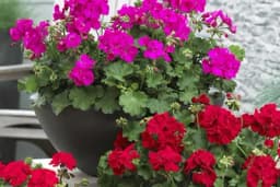 Kada i kako se sade muškatle - Koraci za uspješnu njegu omiljene cvjetne vrste