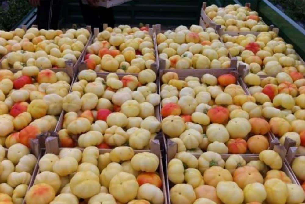 Paradajz paprika Szalva F1 - Blago ljuta i pogodna za kiseljenje