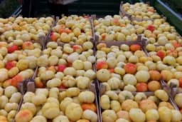 Paradajz paprika Szalva F1 - Blago ljuta i pogodna za kiseljenje