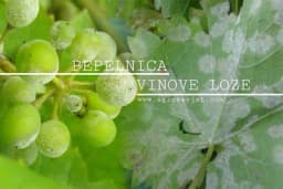 Pepelnica vinove loze uništava rod - Evo kako da sačuvate grožđe