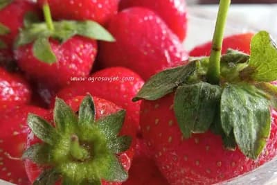 Ne bacajte peteljke od jagoda - Evo kod čega sve pomažu i kako se koriste