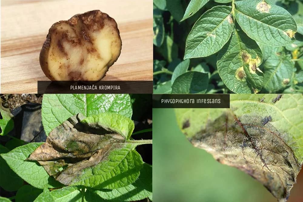 Plamenjača krompira je najopasnija bolest ove biljke - Na vrijeme se spremite za zaštitu i sačuvajte prinos