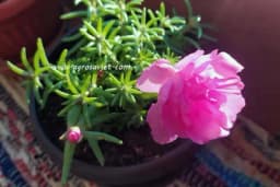 Sve o prkosu i njegovom gajenju