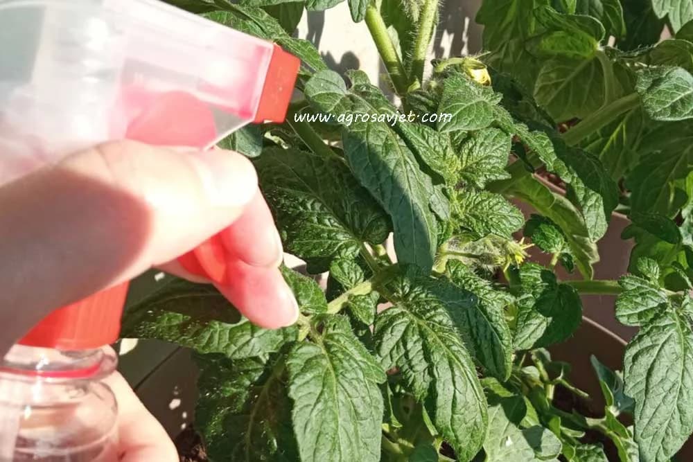 Prirodni preparati za prskanje voća i povrća protiv bolesti i štetočina