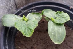 Uz ova četiri savjeta izaberite kvalitetan rasad