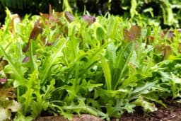 Dosadila vam je zelena salata? Dajemo vam 6 prijedloga šta još možete saditi!