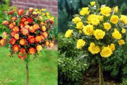 Sadnja, uzgoj i održavanje stubastih ruža