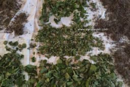 Da ubrano ljekovito bilje sačuva sva svoja svojstva ovako ga sakupljajte, sušite i čuvajte