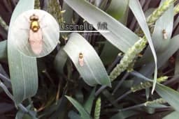 Švedska muva na pšenici