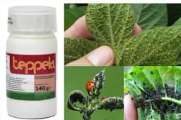 Ekološki preparat TEPPEKI uspješno uništava BILJNE VAŠI