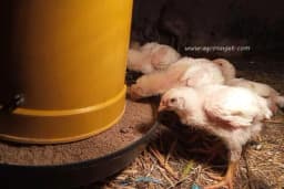 Proteini su ključ uspjeha u tovu pilića