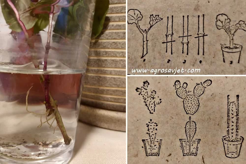 Vegetativno razmnožavanje